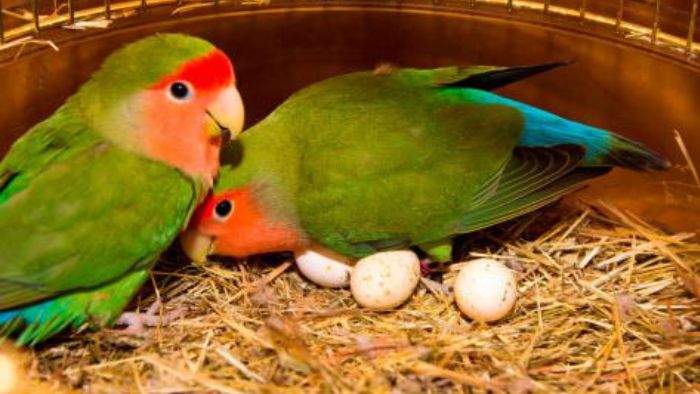 Cuidados Essenciais na Alimentação de Agapornes: Garantindo a Saúde e Felicidade das suas Aves de Estimação