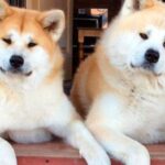 akitas